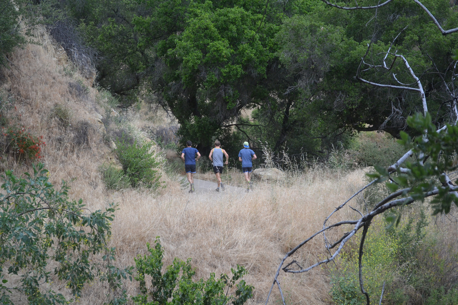 The Ups And Downs of the Dipsea